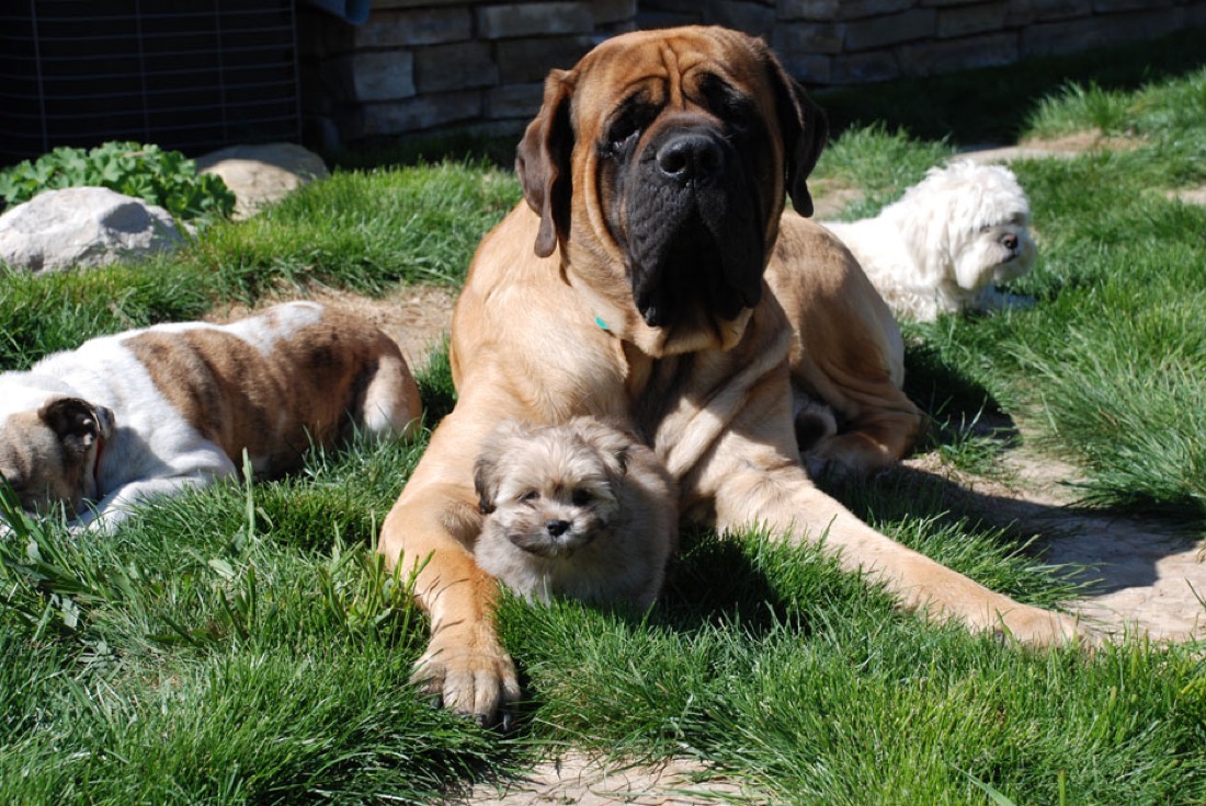 A gentle giant and a puppy on the sunny grounds at Boulder Puppy