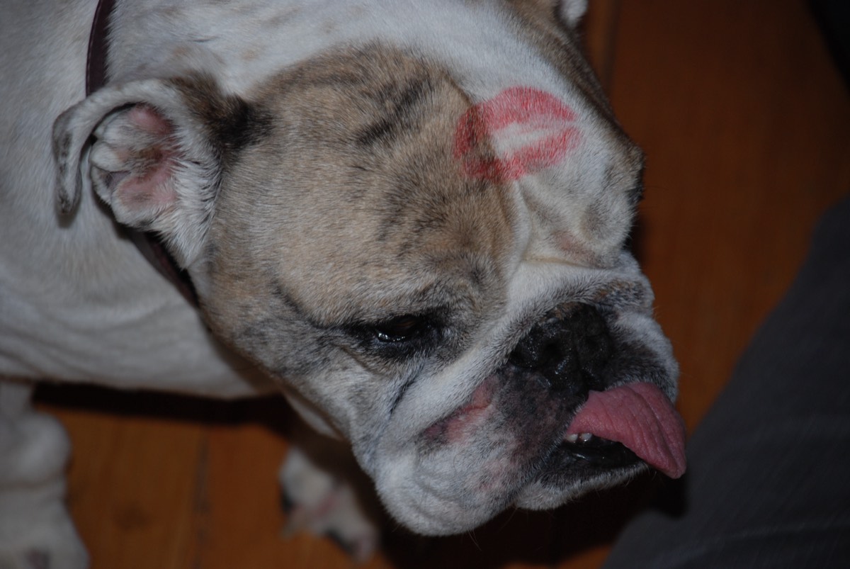 A bulldog with personality