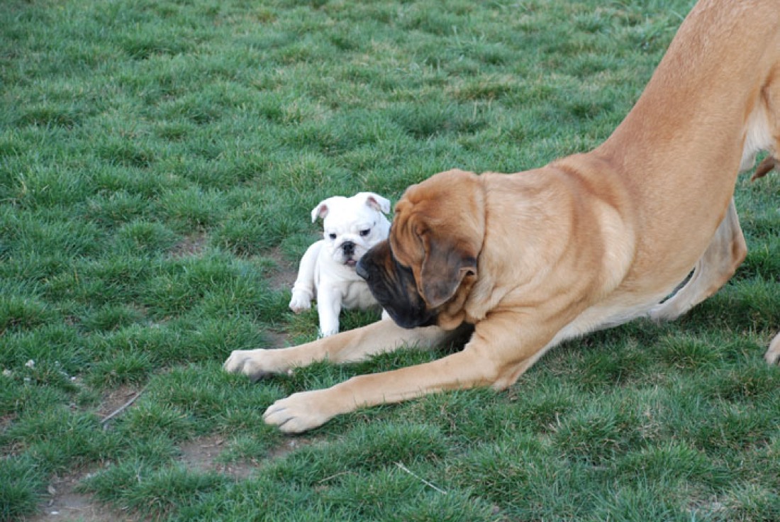 A big dog gently nuzzling a puppy — the Boulder Puppy way